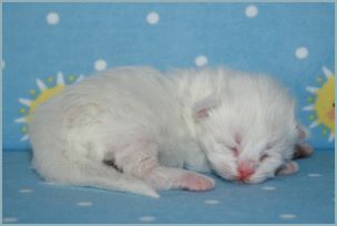 Male Siberian Kitten from Deedlebug Siberians